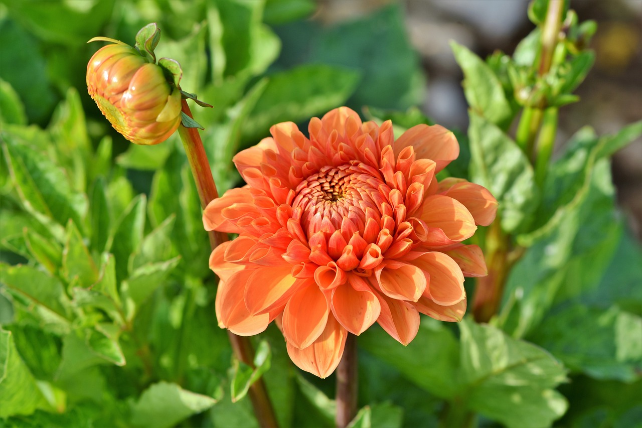 How to Create a Garden for All Five Senses
